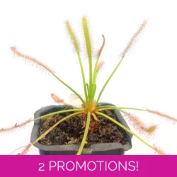 Drosera capensis TYPICAL