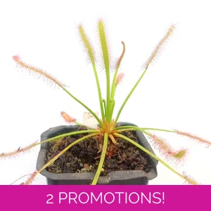 Drosera capensis TYPICAL