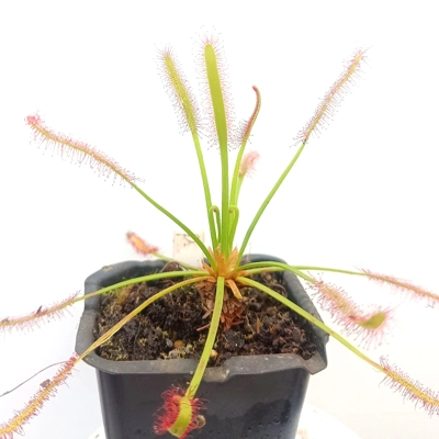 Drosera capensis TYPICAL