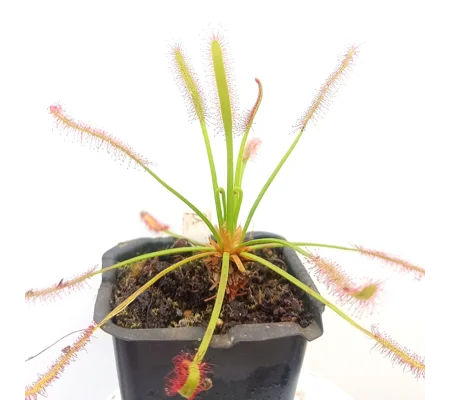 Drosera capensis TYPICAL