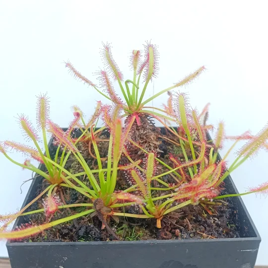 Drosera capensis TYPICAL