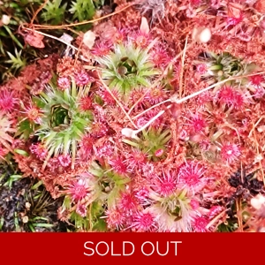 Drosera x carbarup, 10+..