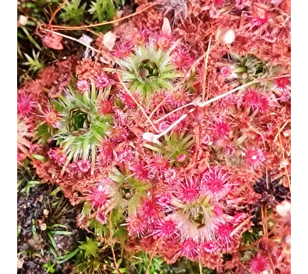 Drosera x carbarup, 10+ gemmae
