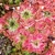 Drosera x carbarup, 10+ gemmae