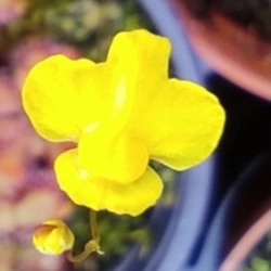 Utricularia subulata