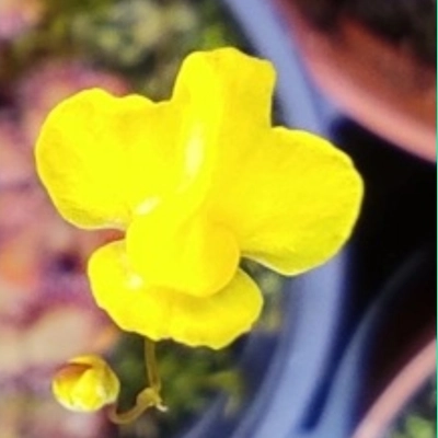 Utricularia subulata