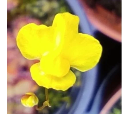 Utricularia subulata