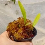 Utricularia longifolia