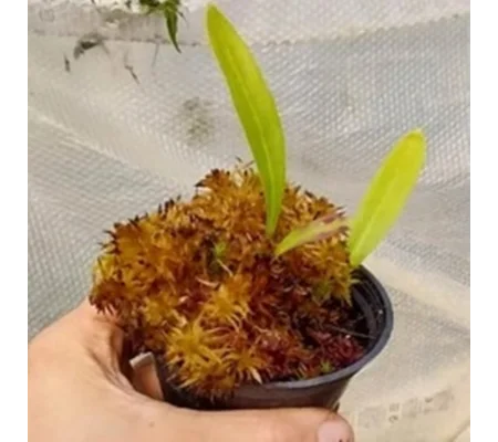 Utricularia longifolia