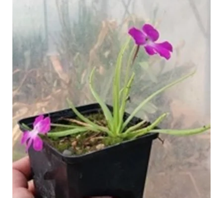 Pinguicula moctezumae, Rio Moctezuma