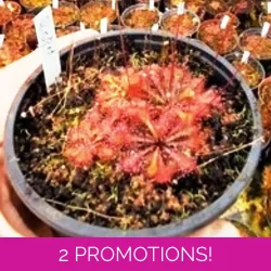 Drosera x tokaiensis