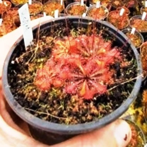Drosera x tokaiensis