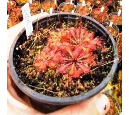 Drosera x tokaiensis
