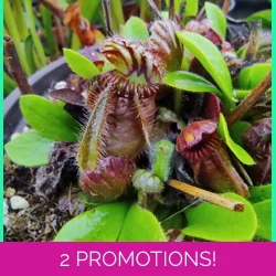 Cephalotus follicularis TYPI..