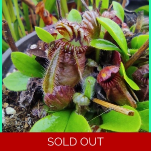 Cephalotus follicularis TYPI..