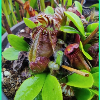 Cephalotus follicularis TYPICAL