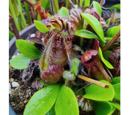 Cephalotus follicularis TYPICAL