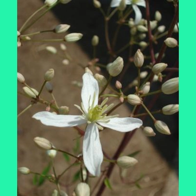 Clematis recta, 30 seeds