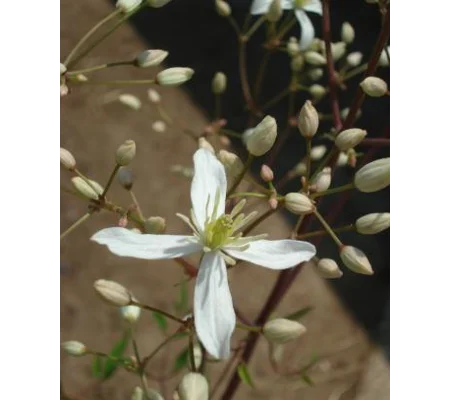 Clematis recta, 30 seeds