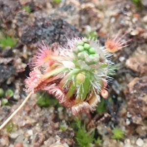 Drosera closterostigma Mogumber, 10+ gemmae