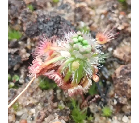 Drosera closterostigma Mogumber, 10+ gemmae
