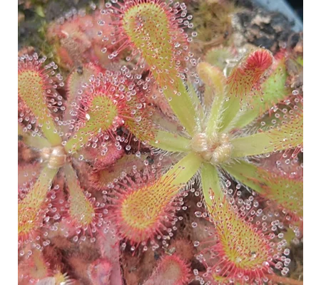 Drosera coccicaulis, 30 seeds
