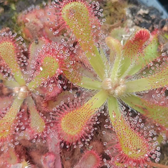 Drosera coccicaulis, 30 seeds