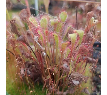 Drosera collinsiae Vryheid, SA, 30 seeds