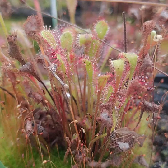 Drosera collinsiae Vryheid, SA, 30 seeds