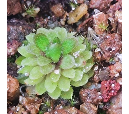 Pinguicula conzattii La Cueva de la Hoya, Oaxaca