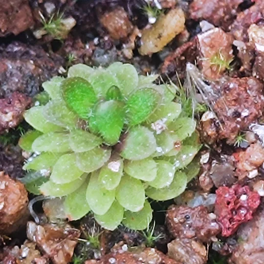 Pinguicula conzattii La Cueva de la Hoya, Oaxaca