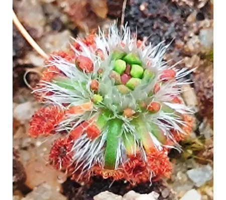 Drosera coomallo, 10+ gemmae