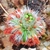 Drosera coomallo, 10+ gemmae