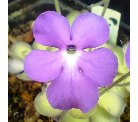 Pinguicula cyclosecta Dulces Nombres, Nuevo León