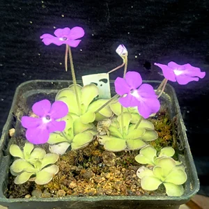 Pinguicula (Butterwort)