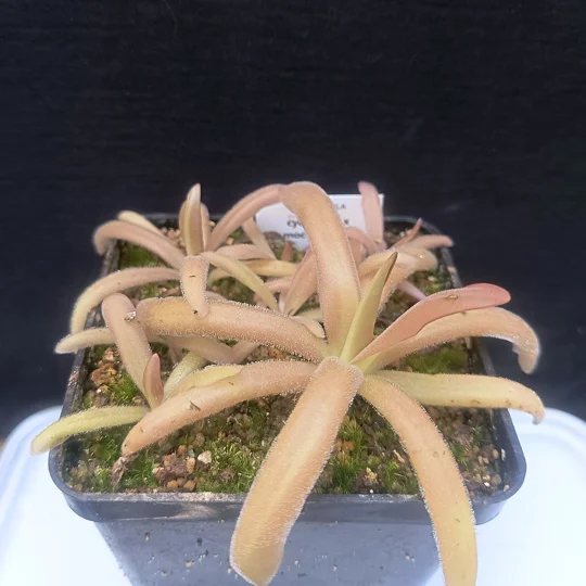 Pinguicula cyclosecta x moctezumae