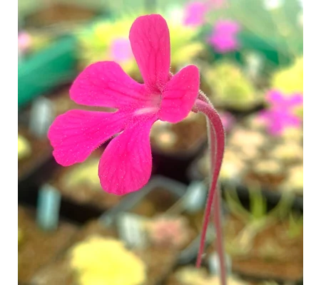 Pinguicula cyclosecta x moctezumae
