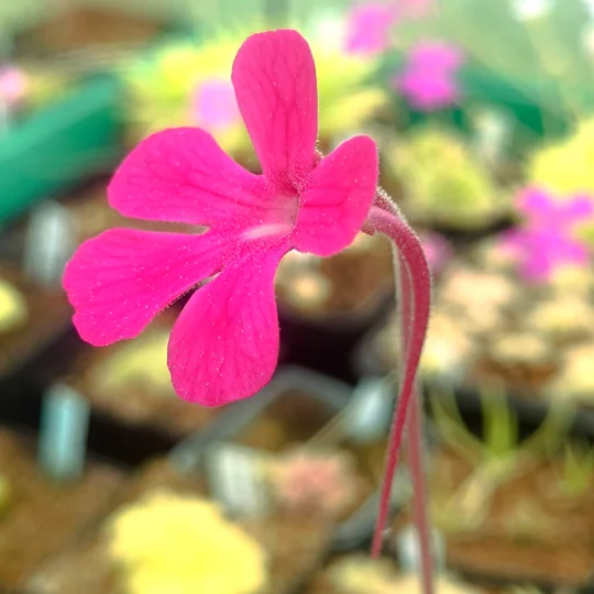 Pinguicula cyclosecta x moctezumae