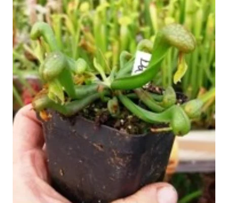 Darlingtonia californica HEATPROOF