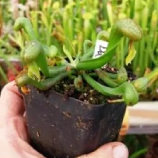 Darlingtonia californica HEATPROOF
