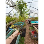 Drosera binata var. dichotoma GIANT