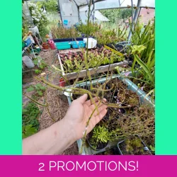 Drosera binata var. dichotoma GIANT