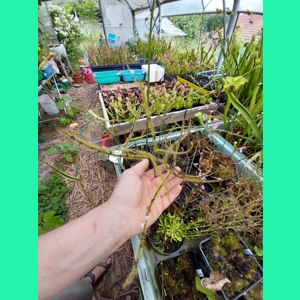 Drosera binata var. dichotoma GIANT