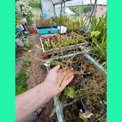 Drosera binata var. dichotoma GIANT