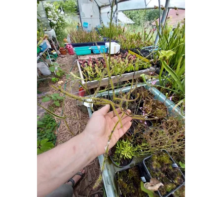 Drosera binata var. dichotoma GIANT