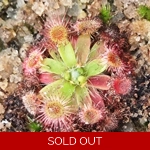 Drosera depauperata, 10+ gemmae