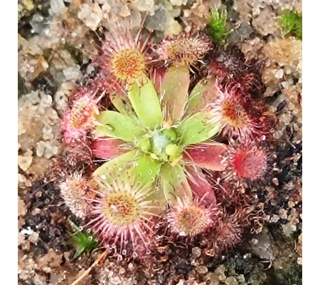 Drosera depauperata, 10+ gemmae