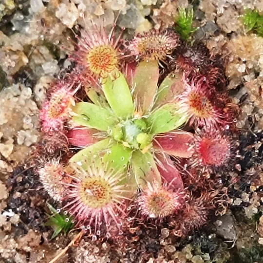 Drosera depauperata, 10+ gemmae