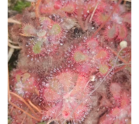 Drosera dielsiana Zimbabwe, 30 seeds