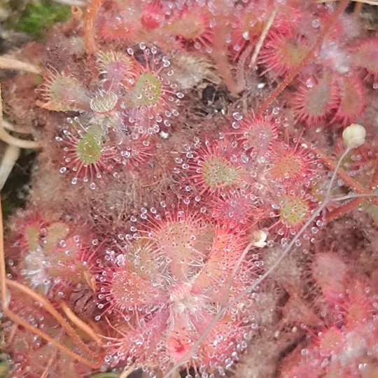 Drosera dielsiana Zimbabwe, 30 seeds